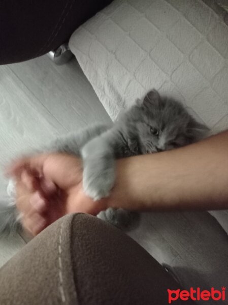 British Shorthair, Kedi  Lia fotoğrafı