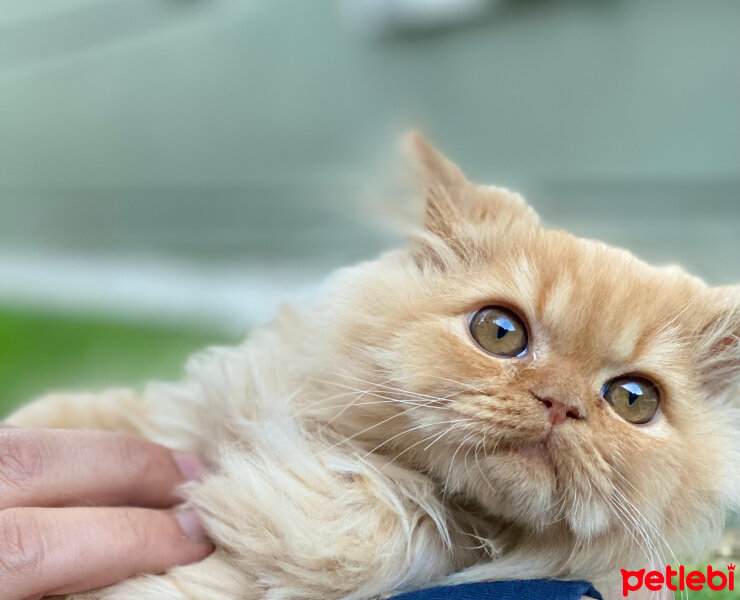 Chinchilla, Kedi  Tarçın fotoğrafı