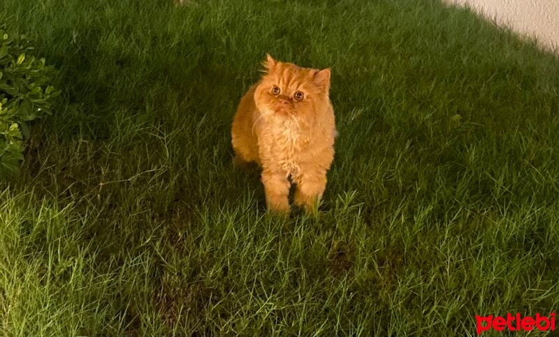 Chinchilla, Kedi  Tarçın fotoğrafı