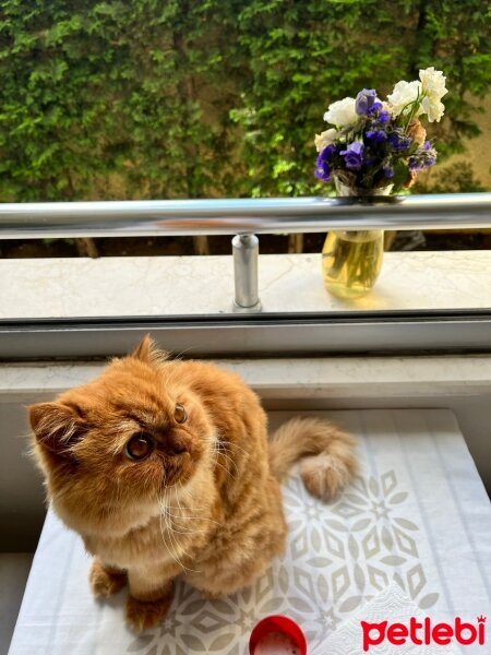 Chinchilla, Kedi  Tarçın fotoğrafı