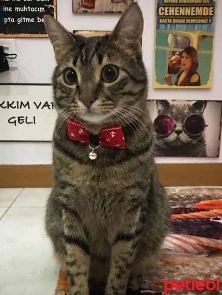Tekir Kedi, Kedi  Çakır fotoğrafı