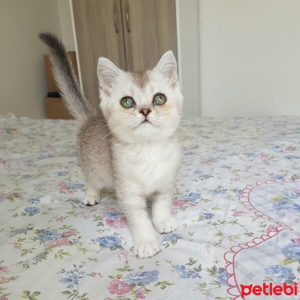 British Shorthair, Kedi  Albay fotoğrafı