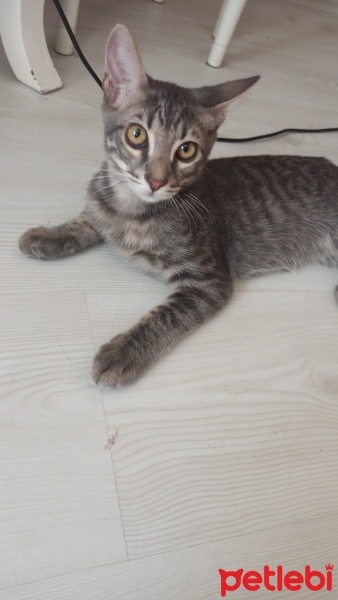 Tekir Kedi, Kedi  Tarçın ve gece fotoğrafı
