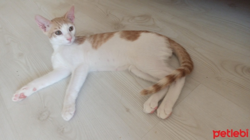 Tekir Kedi, Kedi  Tarçın ve gece fotoğrafı