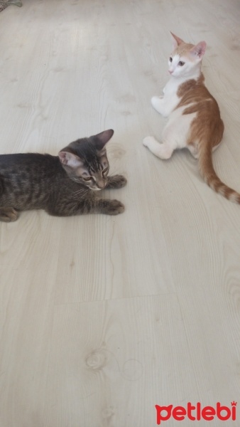 Tekir Kedi, Kedi  Tarçın ve gece fotoğrafı
