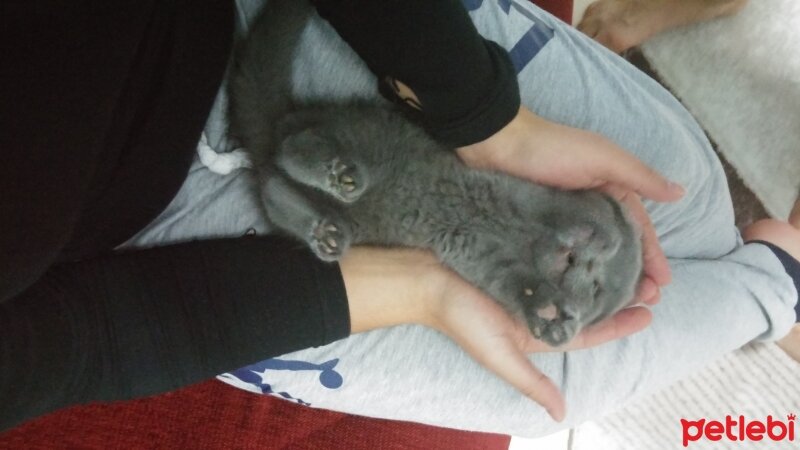 Scottish Fold, Kedi  Ponçik fotoğrafı