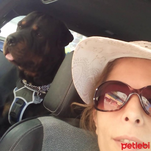 Rottweiler, Köpek  ÇERİ fotoğrafı