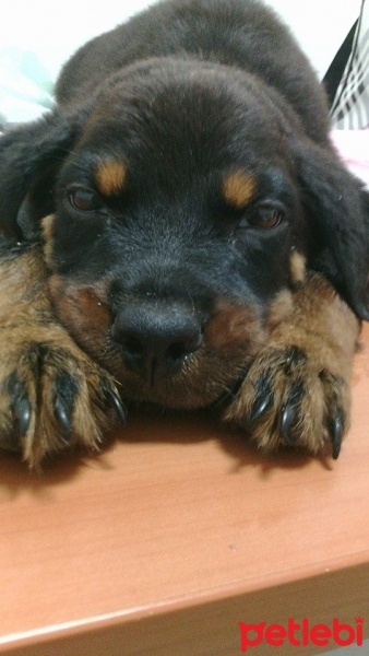 Rottweiler, Köpek  ÇERİ fotoğrafı