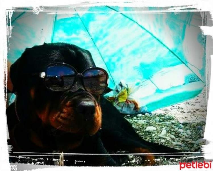 Rottweiler, Köpek  ÇERİ fotoğrafı