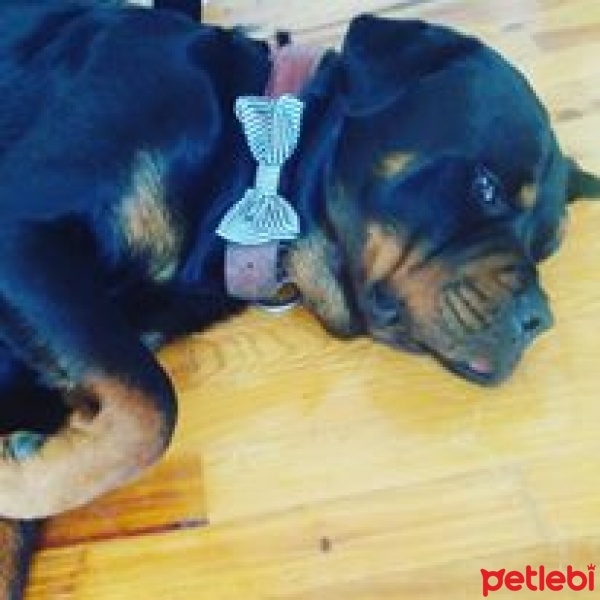 Rottweiler, Köpek  ÇERİ fotoğrafı