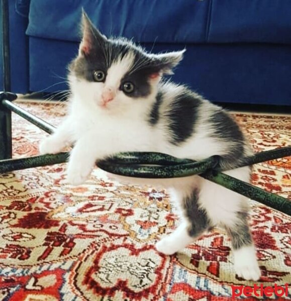 Tekir Kedi, Kedi  Mia fotoğrafı