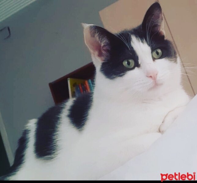 Tekir Kedi, Kedi  Mia fotoğrafı