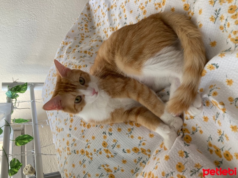Sarman, Kedi  Balım fotoğrafı