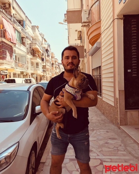 Fransız Bulldog, Köpek  Bonnie fotoğrafı