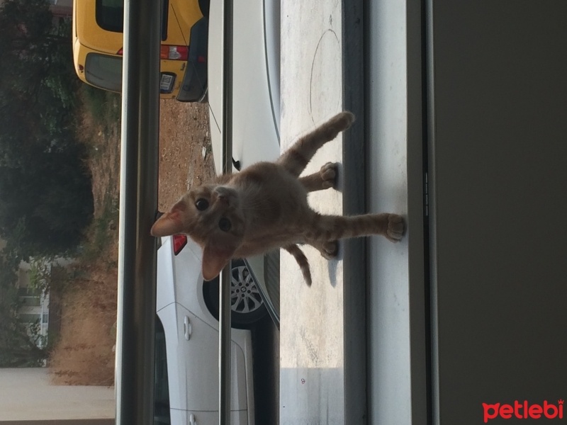 Himalayan, Kedi  Latte fotoğrafı