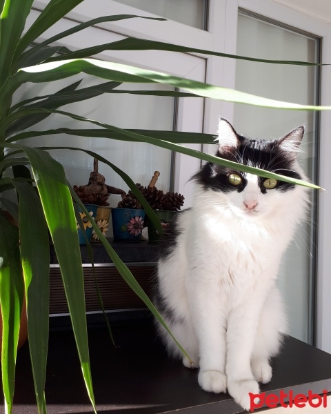 Tuxedo (Smokin) Kedi, Kedi  Fırfır fotoğrafı