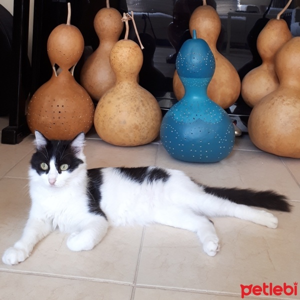 Tuxedo (Smokin) Kedi, Kedi  Fırfır fotoğrafı