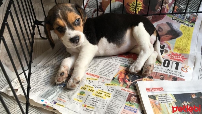 Beagle, Köpek  Mila fotoğrafı