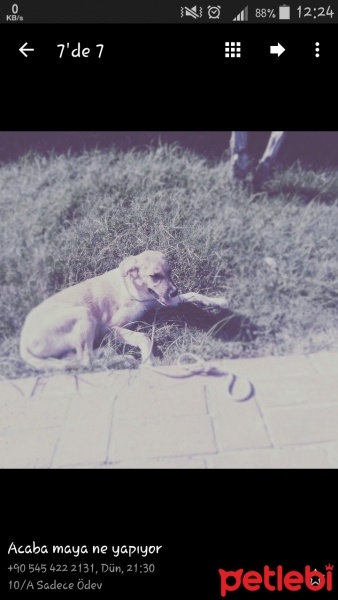 Sokö (Sokak Köpeği), Köpek  Maya fotoğrafı