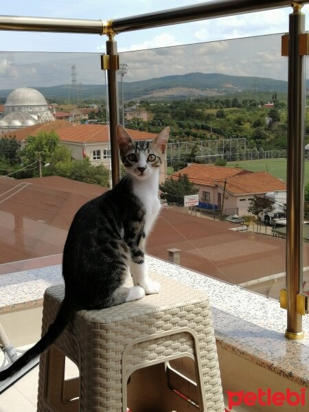 Tekir Kedi, Kedi  gofret fotoğrafı