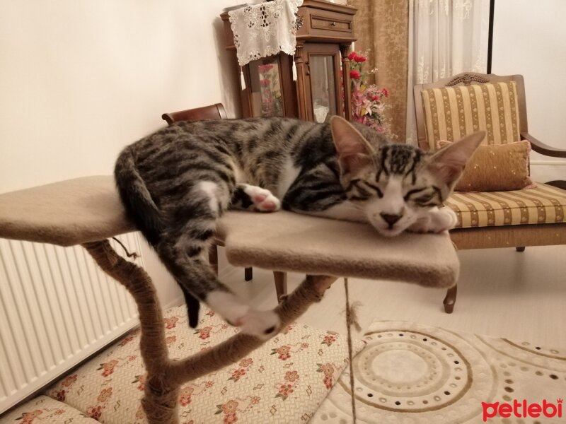 Tekir Kedi, Kedi  gofret fotoğrafı