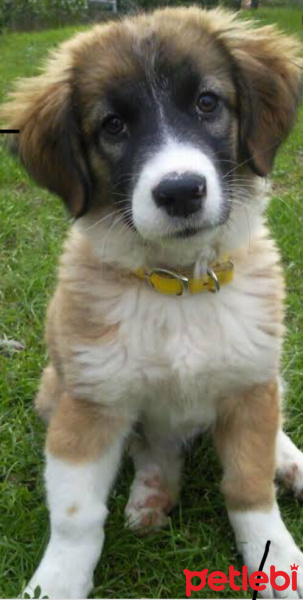 Sokö (Sokak Köpeği), Köpek  Cesi fotoğrafı