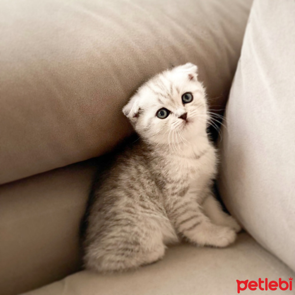 Scottish Fold, Kedi  Mia fotoğrafı
