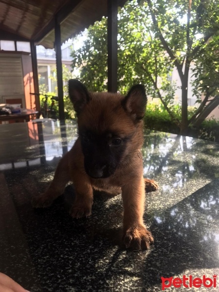 Belçika Malinois, Köpek  sahiplenen koyucak fotoğrafı