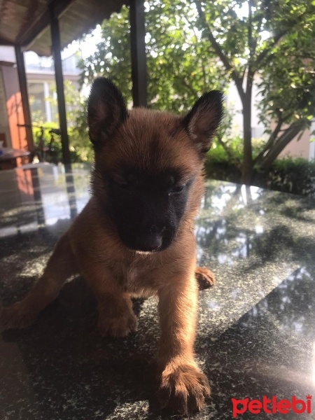 Belçika Malinois, Köpek  sahiplenen koyucak fotoğrafı