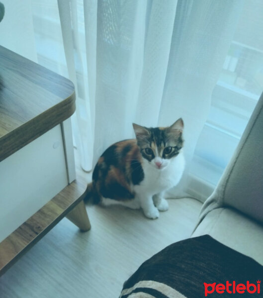 Tekir Kedi, Kedi  tina fotoğrafı