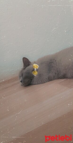 British Shorthair, Kedi  Mia fotoğrafı