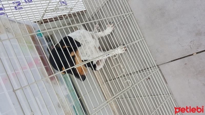 Border Terrier, Köpek  Issimsiz fotoğrafı