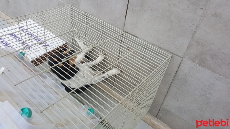 Border Terrier, Köpek  Issimsiz fotoğrafı