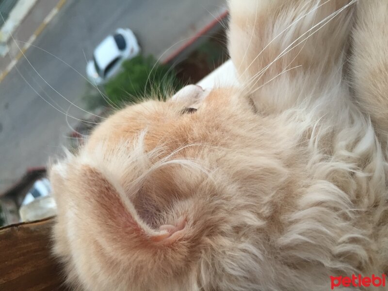 British Shorthair, Kedi  Gofret fotoğrafı