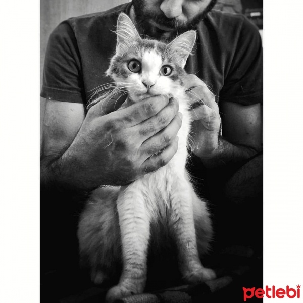 İran Kedisi (Persian), Kedi  Pixel fotoğrafı