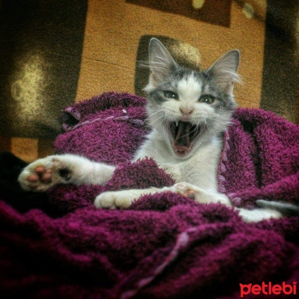 İran Kedisi (Persian), Kedi  Pixel fotoğrafı