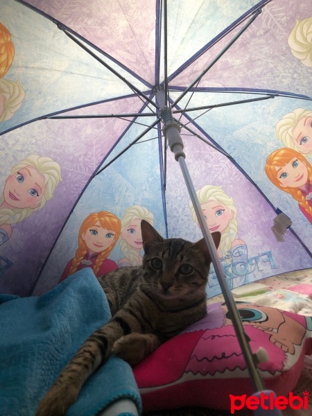 Tekir Kedi, Kedi  Minik fotoğrafı