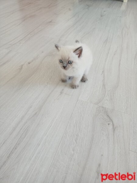 British Shorthair, Kedi  Ramo fotoğrafı