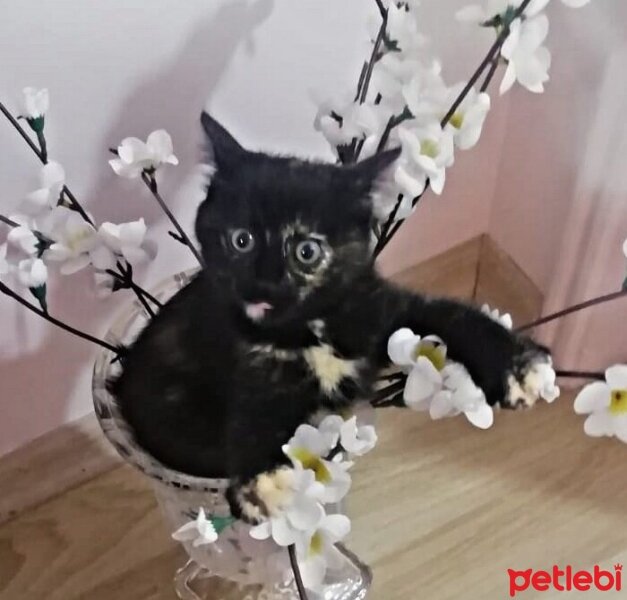 Tekir Kedi, Kedi  Mila fotoğrafı