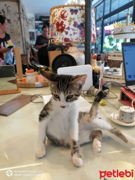 Tekir Kedi, Kedi  cookie fotoğrafı