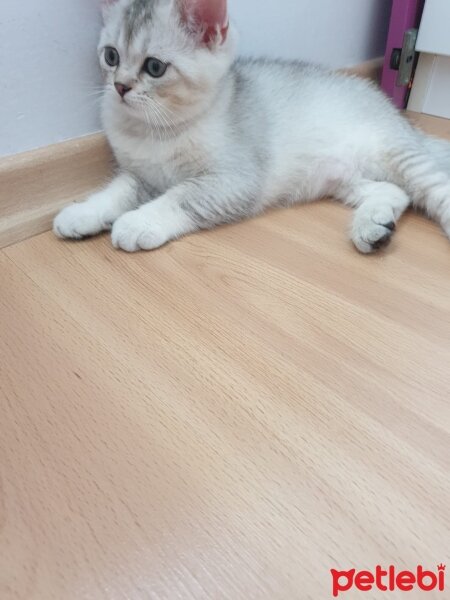 British Shorthair, Kedi  Aden fotoğrafı