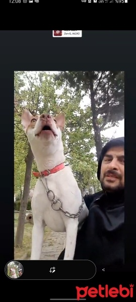 Jack Russell Terrier, Köpek  PRENSES fotoğrafı