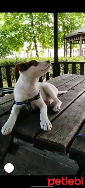 Jack Russell Terrier, Köpek  PRENSES fotoğrafı