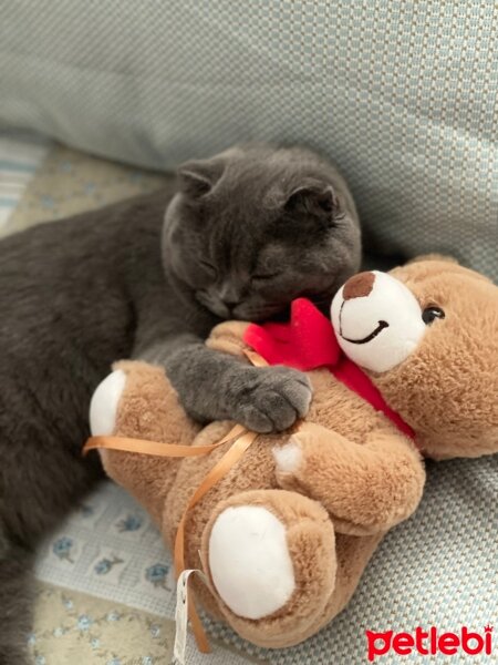 Scottish Fold, Kedi  Mişa fotoğrafı