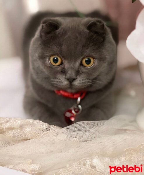 Scottish Fold, Kedi  Mişa fotoğrafı