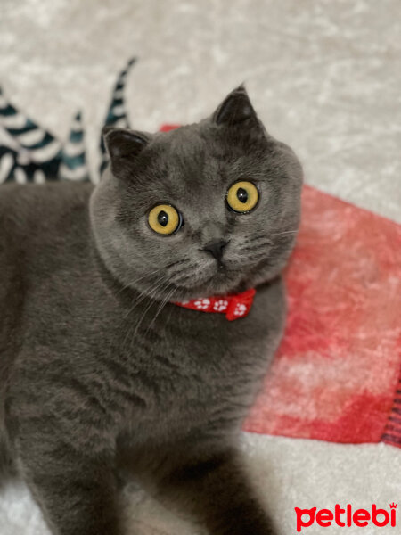 Scottish Fold, Kedi  Mişa fotoğrafı