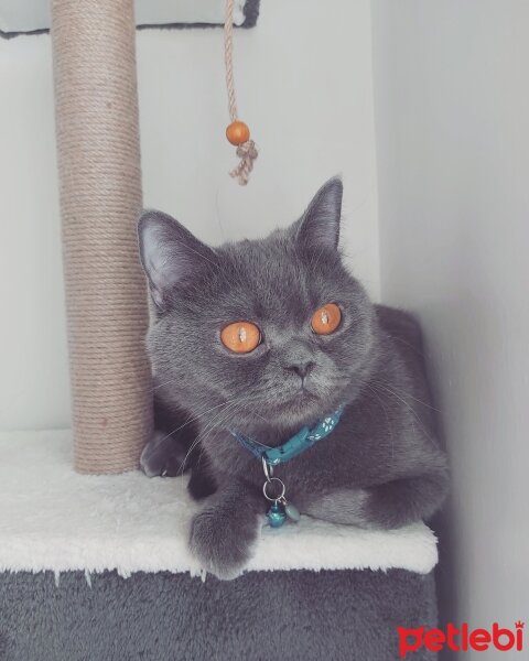 British Shorthair, Kedi  Mia fotoğrafı