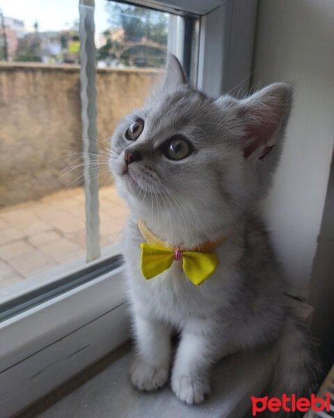 British Shorthair, Kedi  Mia fotoğrafı