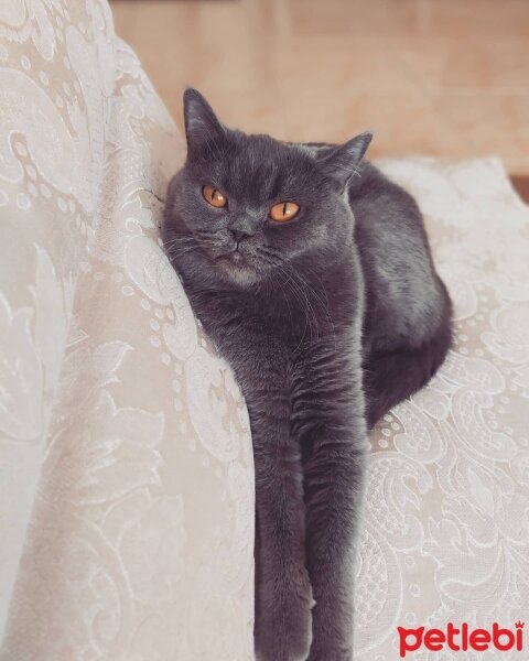 British Shorthair, Kedi  Mia fotoğrafı