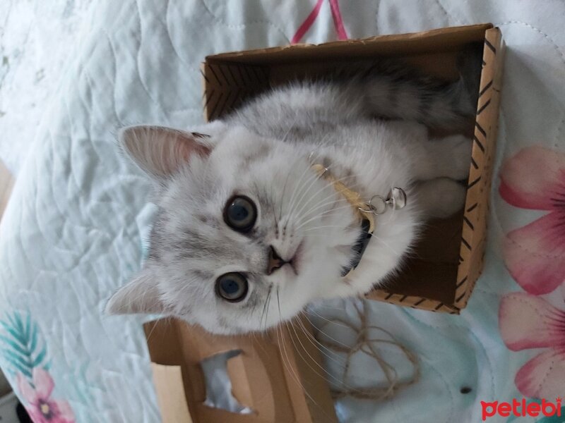 British Shorthair, Kedi  Mia fotoğrafı